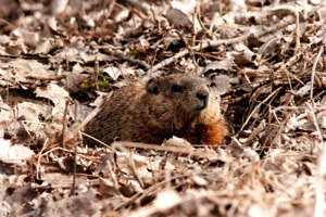 Bits and Pieces: Woodchucks, the Underground Economy, the EPA and More